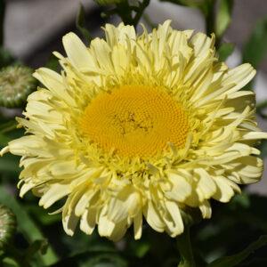 Realflor® Real Charmer Shasta Daisy flowers