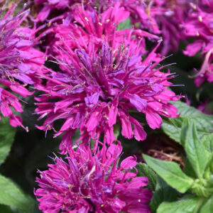 Grape Gumball Beebalm flowers