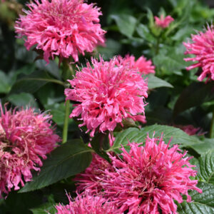 Bubblegum Blast Beebalm flowers