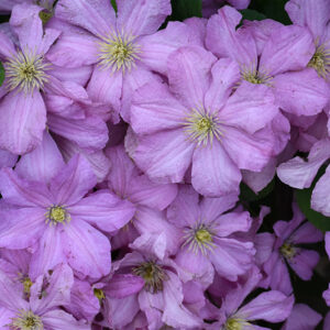 Comtesse de Bouchaud Clematis flowers
