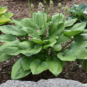 Blue Hawaii Hosta