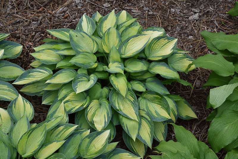 June Hosta