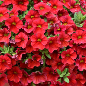 Superbells&reg; Red Calibrachoa flowers