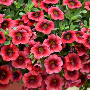 Superbells&reg; Pomegranate Punch&trade; Calibrachoa flowers