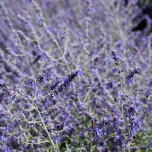 Crazy Blue Russian Sage flowers