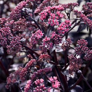 Cherry Truffle Stonecrop flowers