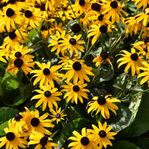 Orange Coneflower flowers