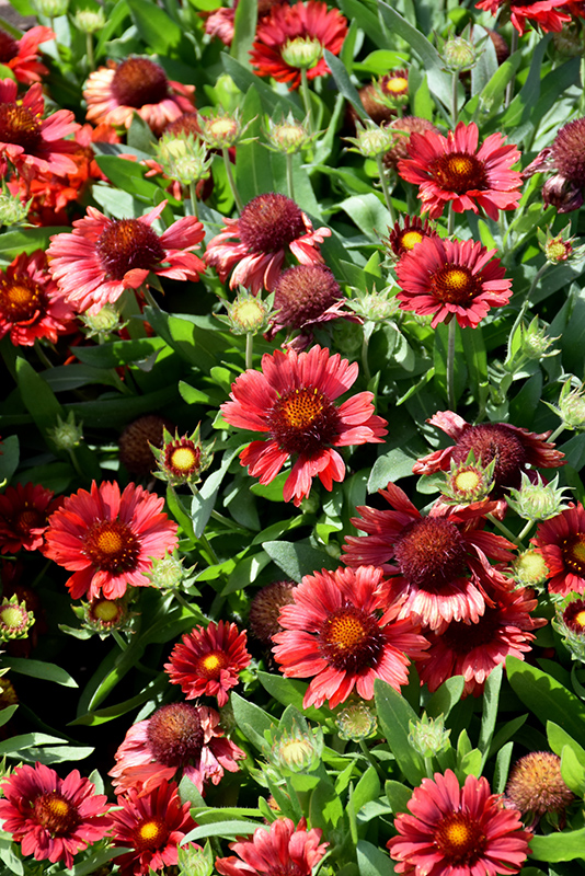 Mesa Red Blanket Flower flowers