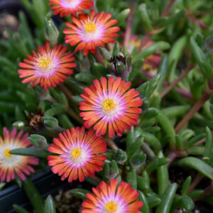 Jewel Of Desert Grenade Ice Plant flowers
