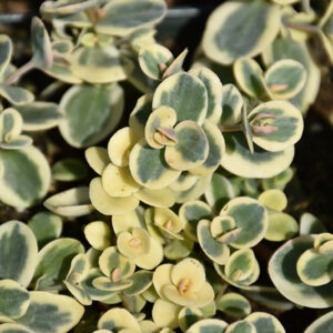 Lime Twister Stonecrop foliage