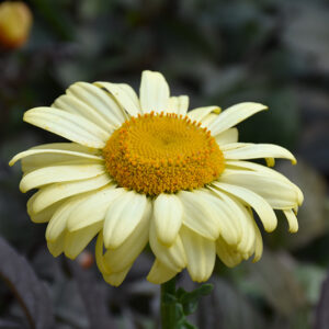 Spellbook&trade; Lumos Shasta Daisy flowers