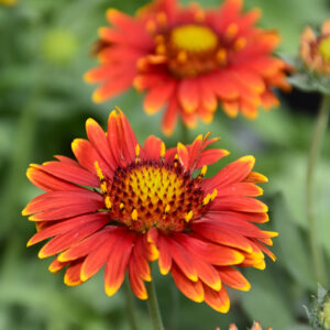 Arizona Red Shades Blanket Flower flowers