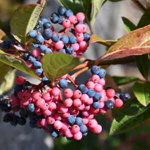 Brandywine&trade; Viburnum fruit