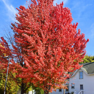 Celebration Maple in fall