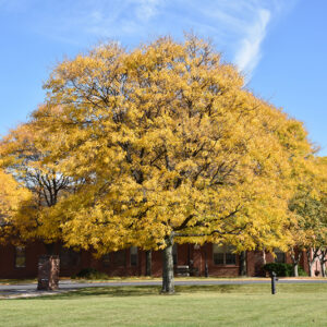 Shademaster Honeylocust in fall