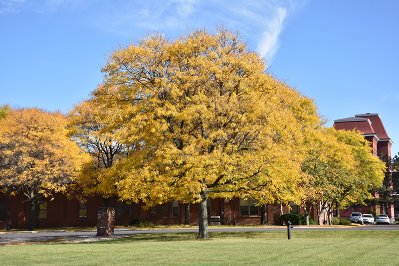 Shademaster Honeylocust in fall