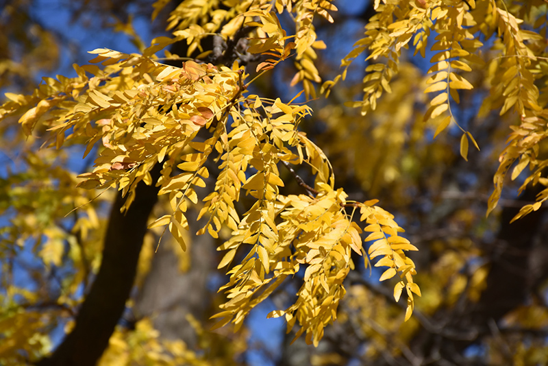Shademaster Honeylocust in fall