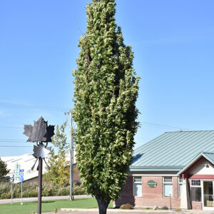 Green Pillar Pin Oak