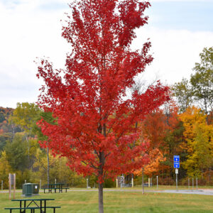 Autumn Fantasy Maple in fall