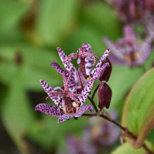 Toad Lily flowers