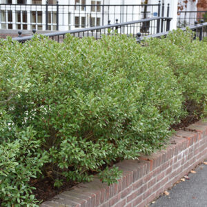 Inkberry Holly