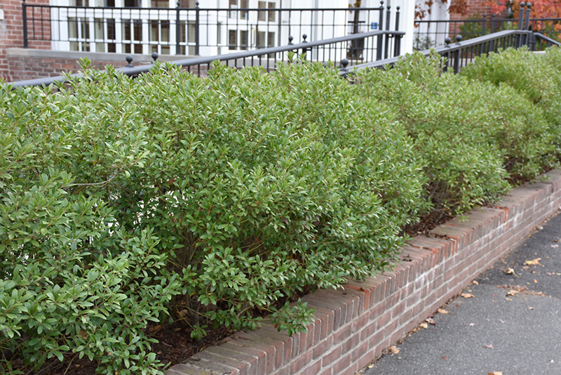 Inkberry Holly