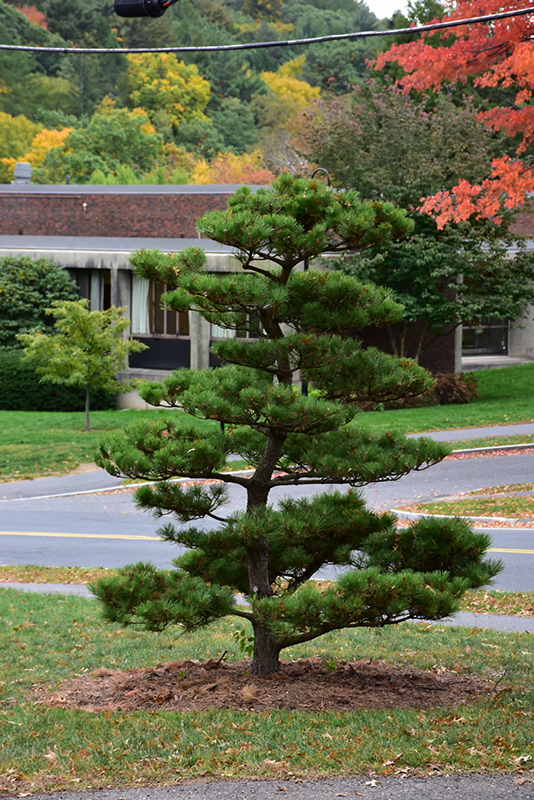 Thunderhead Japanese Black Pine