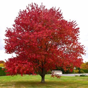 Red Maple in fall