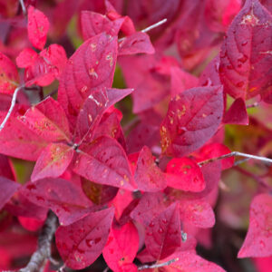 Merlot Virginia Sweetspire in fall