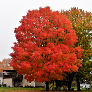 Green Mountain Sugar Maple in fall