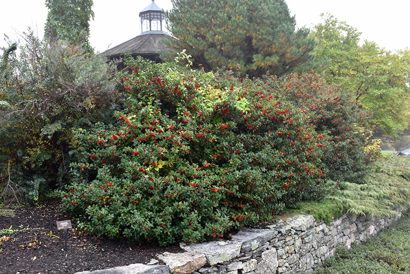 Blue Princess Meserve Holly fruit
