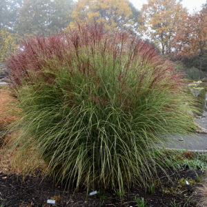 Morning Light Maiden Grass fruit