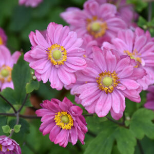 Pamina Anemone flowers