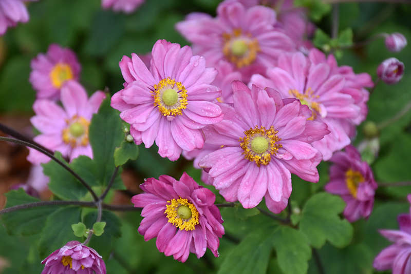 Pamina Anemone flowers
