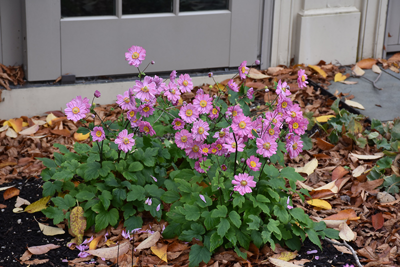 Pamina Anemone in bloom