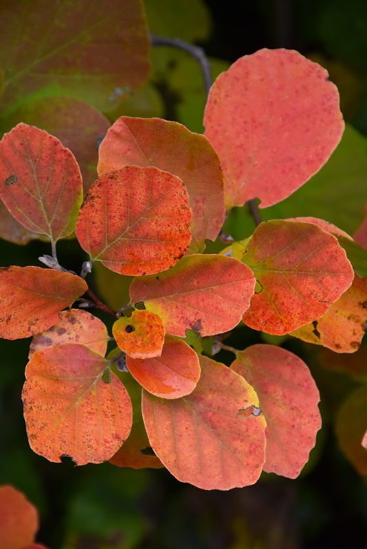 Dwarf Fothergilla in fall