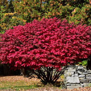 Winged Burning Bush in fall