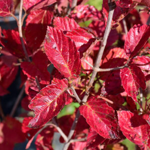 Chicago Lustre Viburnum in fall