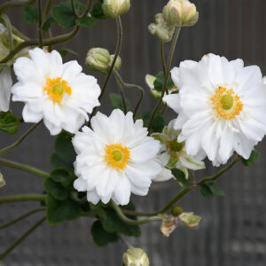 Whirlwind Anemone flowers