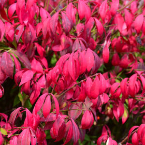 Little Moses Burning Bush in fall