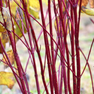 Red Osier Dogwood stems