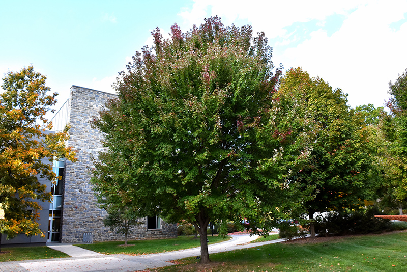 Brandywine Red Maple