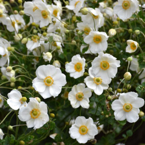 Honorine Jobert Anemone flowers