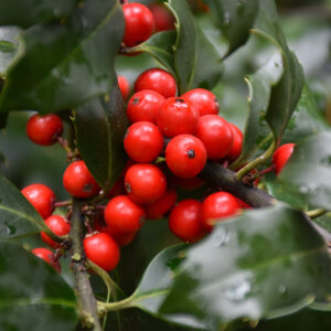 Centennial Girl Holly fruit
