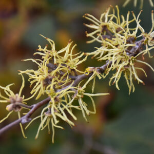 Common Witchhazel flowers