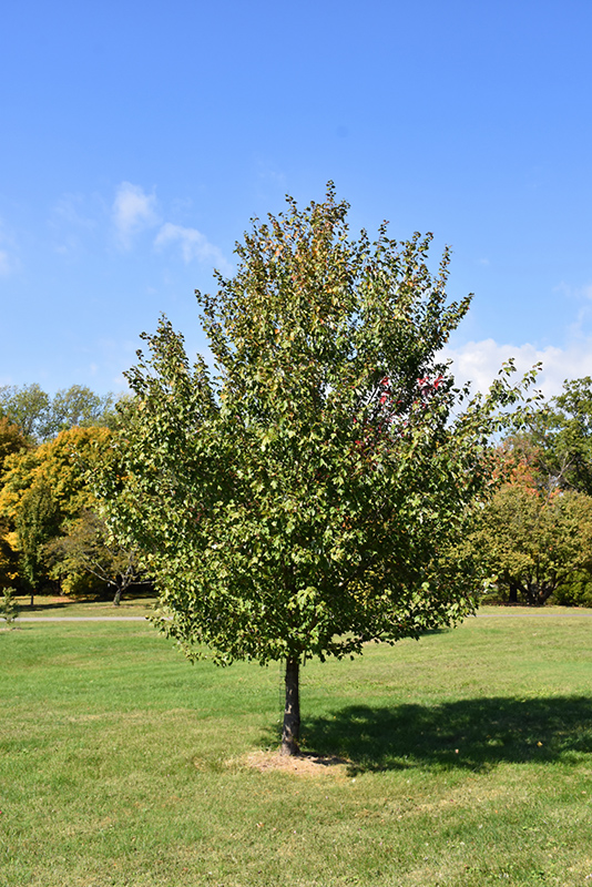 Red Sunset® Red Maple