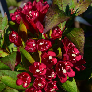 Maroon Swoon&reg; Weigela flowers