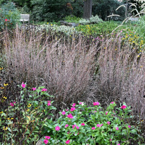 Standing Ovation Bluestem in fall