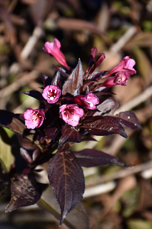 Fine Wine® Weigela flowers