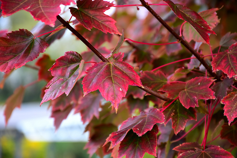 Brandywine Red Maple in fall